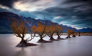 Glenorchy Willows