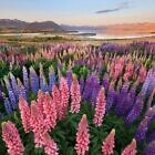 Lupins at Lake Tekapo