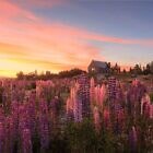 Tekapo Lupins Alight