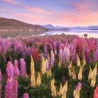Lupins at Lake Tekapo