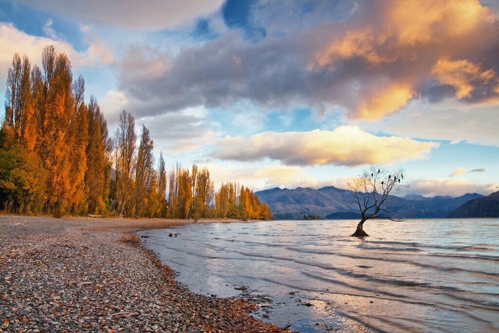 Wanaka Tree