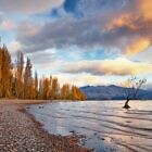 Wanaka Tree
