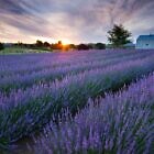 Alphra Lavender Farm Dawn