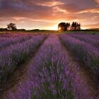 Alphra Lavender Farm Ablaze