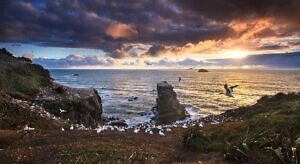 Muriwai Gannets