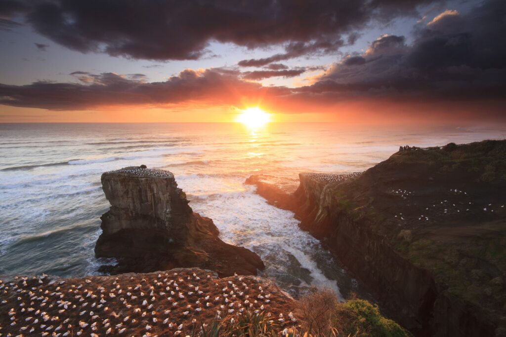 Muriwai gannet colony