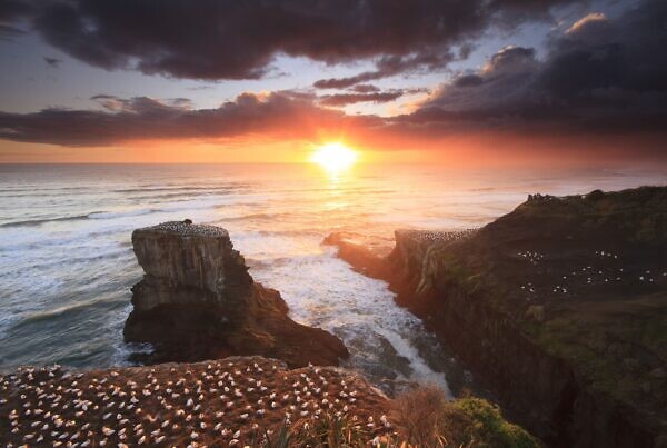 Muriwai gannet colony sunset