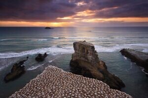 Muriwai gannet colony