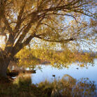 Lake Alexandrina Autumn