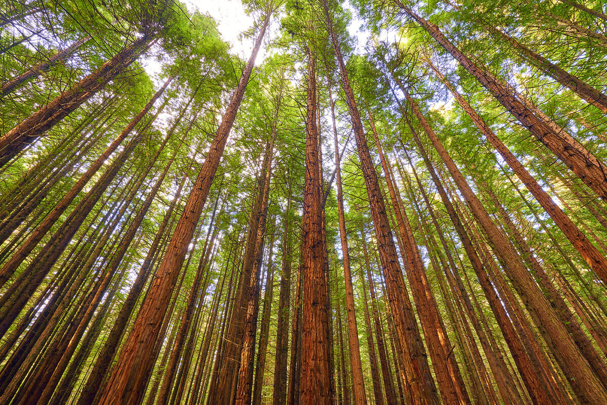 Amongst The Redwoods NZ Landscape Prints for Sale