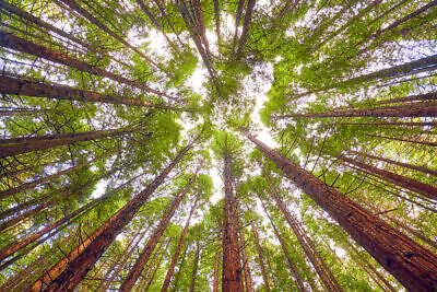 Redwoods Forest, Rotorua