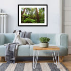 redwoods_framed_print