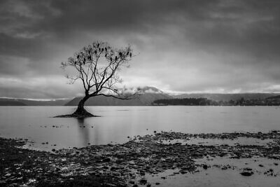 Lake Wanaka tree black and white