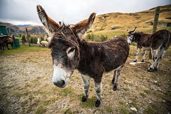 Deer Park Heights donkey
