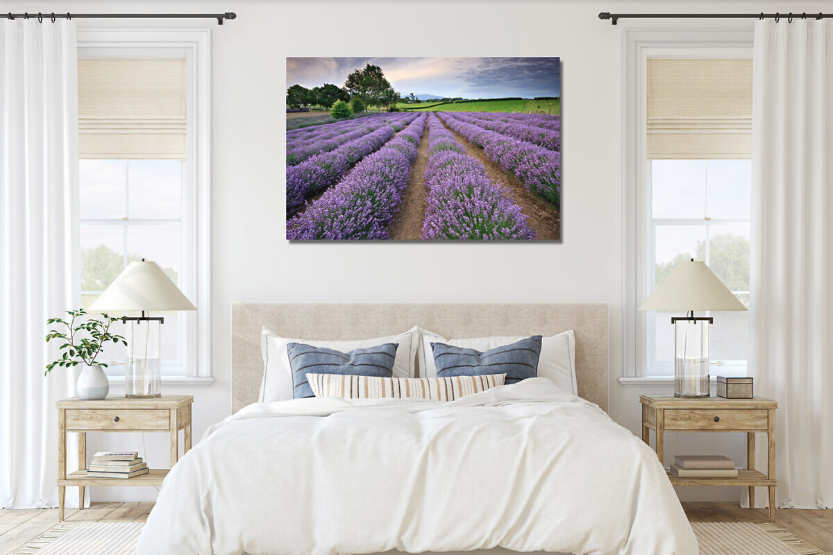 alphra-lavender-farm-canvas-print
