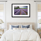 alphra-lavender-farm-framed-print